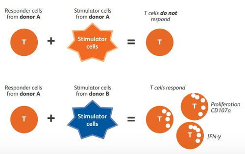 簡單快速的對cd8 細胞毒t細胞活化進行多參數(shù)評估